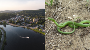 These 5 states have some of the most snake-filled waters in the nation