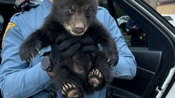New Jersey State troopers receive unusual call to rescue this baby animal - Fox News