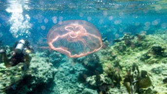 New, rare species of moon jellyfish discovered in Gulf of America - Fox News