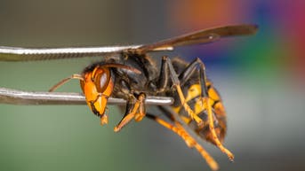 'Murder hornet' lookalike could wreak havoc on pollinators if they continue to spread - Fox News
