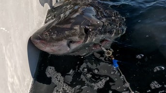 Female great white shark heads to cooler waters here in search of food - Fox News
