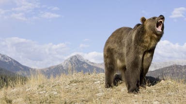 What could save your life during a bear encounter