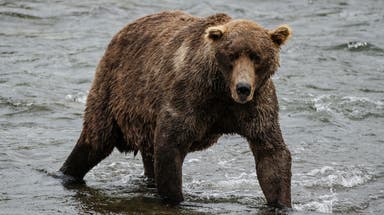 U.S. Army soldiers injured in bear attack during field training in Alaska