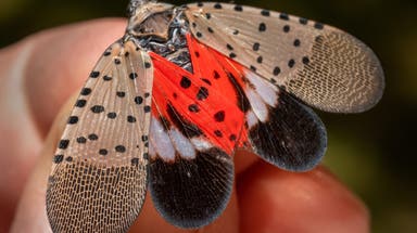 Spotted lanternflies are looking for love as mating season heats up in the Northeast and Midwest