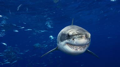 Why is it called a great white shark if it's not actually white?