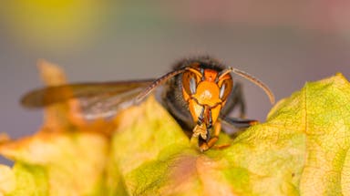 Hundreds of invasive yellow-legged hornets that kill honeybees recorded in Georgia