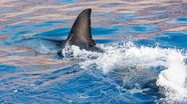 Swimmer killed in shark attack off popular Western Australia beach