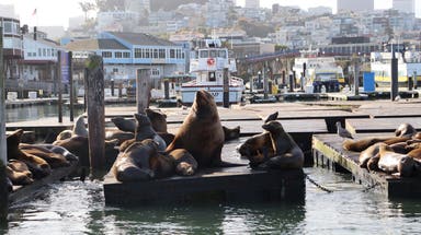 Massive sea lion named Chonkers is capturing hearts in this coastal city