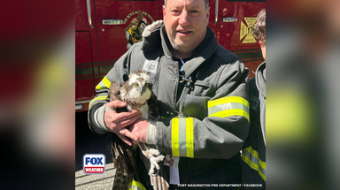 See it: Large bird tangled in fishing wire rescued from tree by firefighters in Long Island