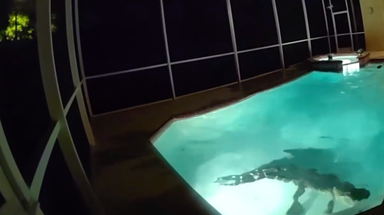 Watch: Police respond to call of sharp-toothed home 'intruder' having its own pool party