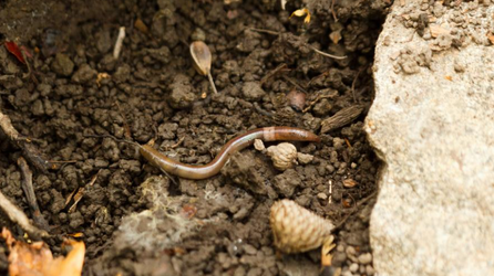 Officials warn of invasive Asian jumping worms found in these states