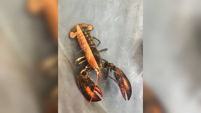 1 in 50 million bicolored lobster discovered in Cape Cod.