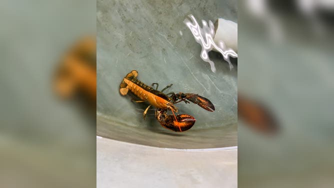 The lobster in her tank