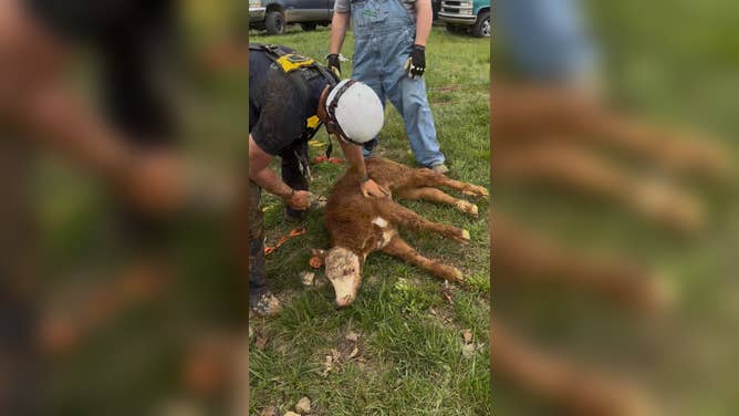 The cow after the harness was removed and right before it stood up.