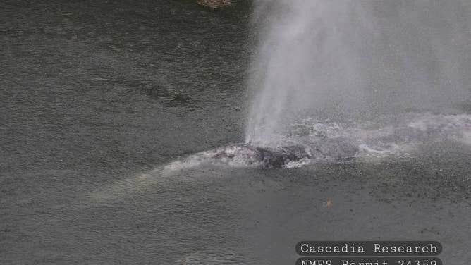 The gray whale blowing water from its hole in the Willapa River. 