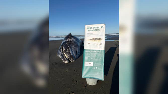 One of the dead gray whales found in Ocean Shores, Washington.