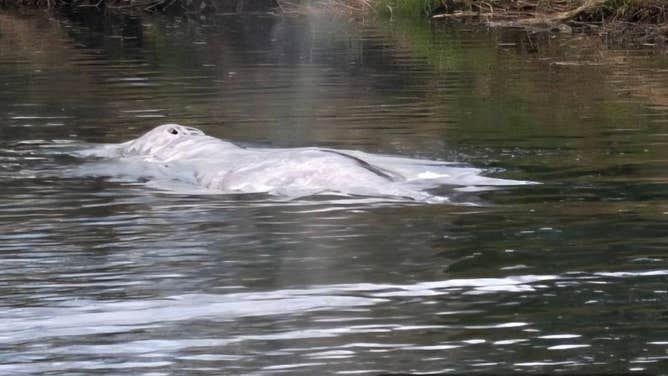 The gray whale in the Willapa River.