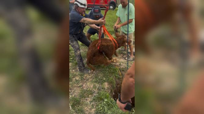 The hoist to pull the cow out.