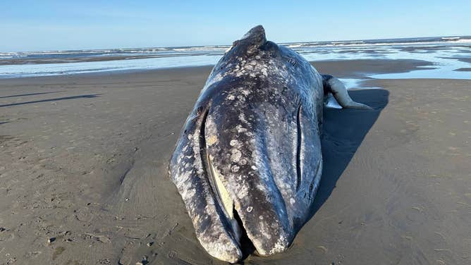 One of the two gray whales found stranded in Ocean Shores, Washington.
