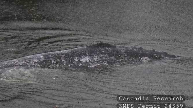 The gray whale found dead in the Willapa River.