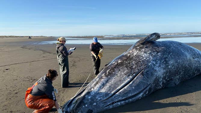 Cascadia biologists measure one of the gray whales found in Ocean Shores, Wash.