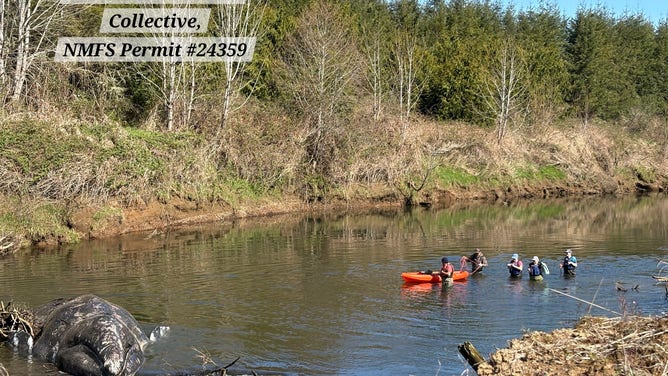 Teams evaluating the dead whale in the Willapa River.