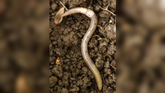 Asian jumping worms can be found in granular soil, as it damages plants.