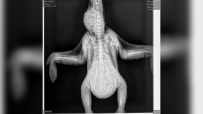 The eaglet's X-ray, showing the fishhook in its stomach.