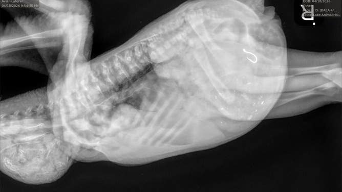 An X-ray of the eaglet, showing the fishhook in its stomach.