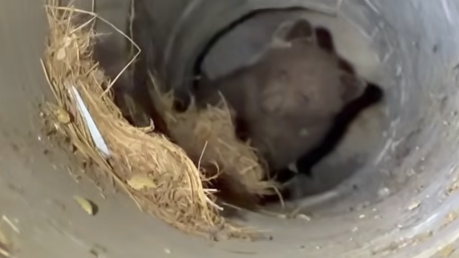 Baby bear rescued in storm drain.