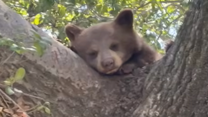 A baby bear cub sits with it's eyes closed up in a tree.