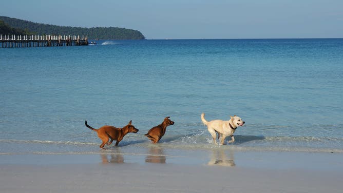 KOH RONG SANLOEM, SIHANOUKVILLE, CAMBODIA - 2018/01/04: Dogs play at Saracen Bay Beach on the Island of Koh Rong Sanloem.