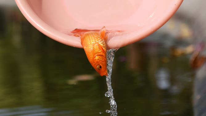 A goldfish is released into Hoan Kiem lake to mark Kitchen God day, ahead of the Lunar New Year, in Hanoi on February 4, 2021.
