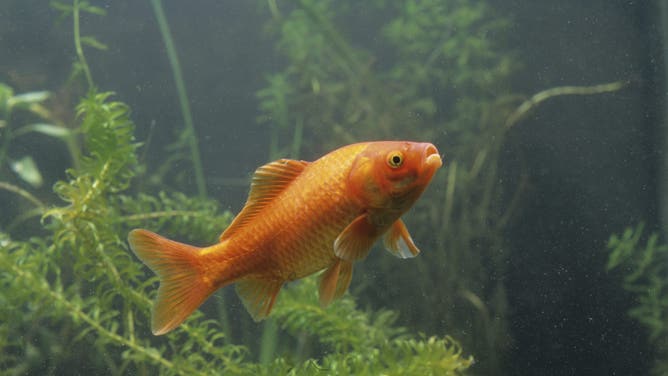 Goldfish Gold Fish, Carassius Auratus