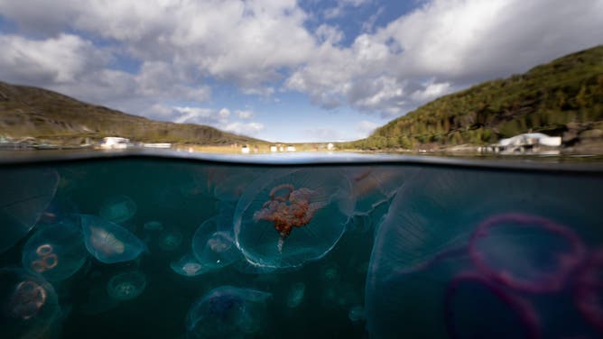 This picture taken on September 11, 2023 shows Moon Jellyfish (with rings) and Sting Jellyfish (yellow-orange inside) among a smack of a several thousand swimming off Seglvik, in northern Norway.