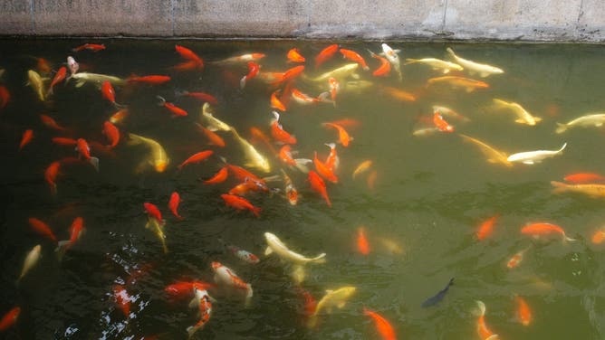 Gold-Fisch-Teich, Shanghai, China