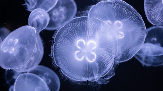 MADRID, SPAIN - 2024/03/28: Many Moon Jellyfish (Aurelia aurita) are seen swimming underwater in its enclosure at Atlantis Aquarium.