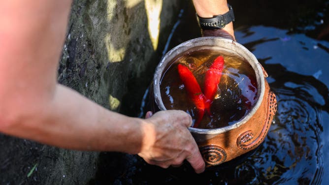 Robin Wallace rescues fish into a bowl from a pond at her family's home on West Highland Drive after it was engulfed in flame and destroyed by the wind driven Mountain Fire wildfire on November 8, 2024 in Camarillo, California.