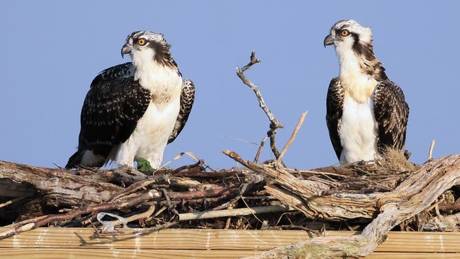 LIDO BEACH, NEW YORK - OCTOBER 01: Ospreys populate the Lido Beach Passive Nature Area on July 26, 2025 in Lido Beach, New York. The Long Island region provides a welcome habitat for a large assortment of aquatic birds.