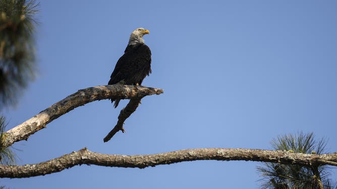 SAVANNAH, GEORGIA - MARCH 27: A bald eagle is seen on the 8th hole during the second round of the Club Car Championship at The Landings Golf &amp; Athletic Club on March 27, 2026 in Savannah, Georgia.