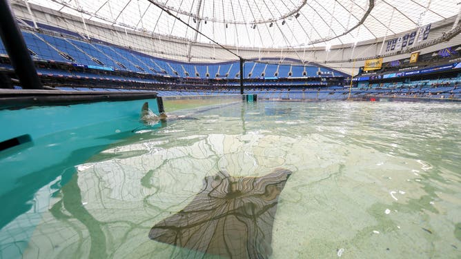 ST. PETERSBURG, FL - APRIL 06: A cownose stingray swims in the outfield Tampa Bay Rays Touch Experience prior to the game between the Chicago Cubs and the Tampa Bay Rays at Tropicana Field on Monday, April 6, 2026 in St. Petersburg, Florida.