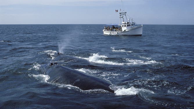 Northern Right whale. Watching Northern right whales in the Bay of Fundy, New Brunswick, Canada. 