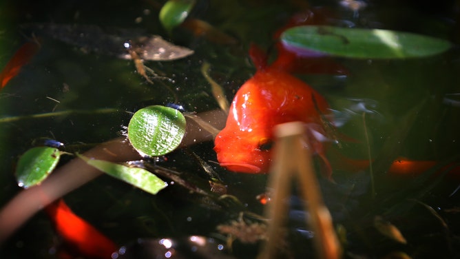12 May 2018, Germany, Bad Woerishofen: Goldfish swim in a pond at a spa garden.