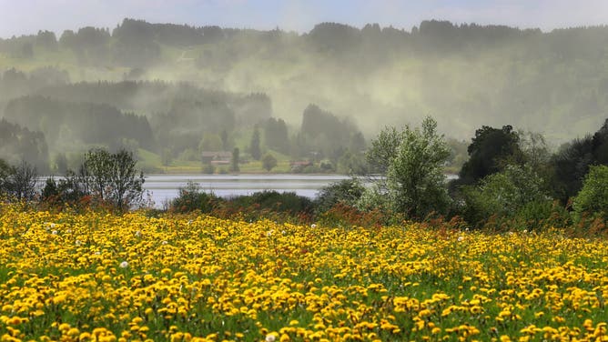 29 April 2018, Germany, Missen: Pollen from the trees of a coniferous forest floating in the wind around the Niedersonthofener Lake. Dandelions blooming in the foreground.