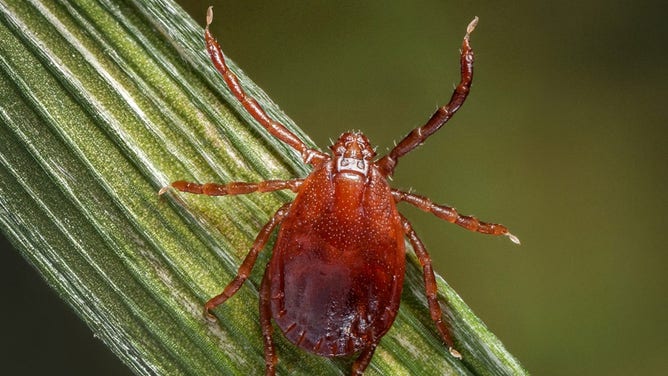 Photo of an Asian longhorned tick.