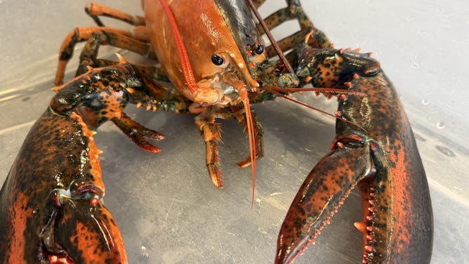 A close-up of the rare bicolored lobster being housed at the Marine Biological Laboratory on behalf of Woods Hole Science Aquarium.