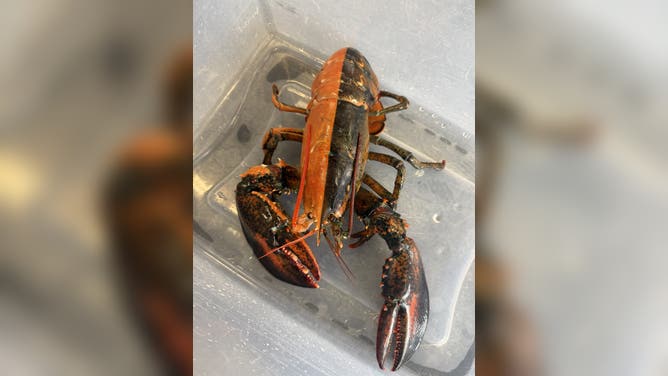 The lobster discovered by Wellfleet Shellfish Company and donated to Woods Hole Science Aquarium.