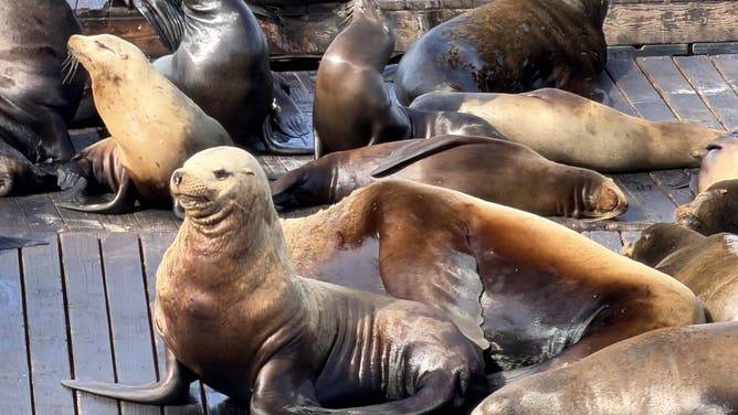 Massive sea lion named Chonkers is capturing hearts in this