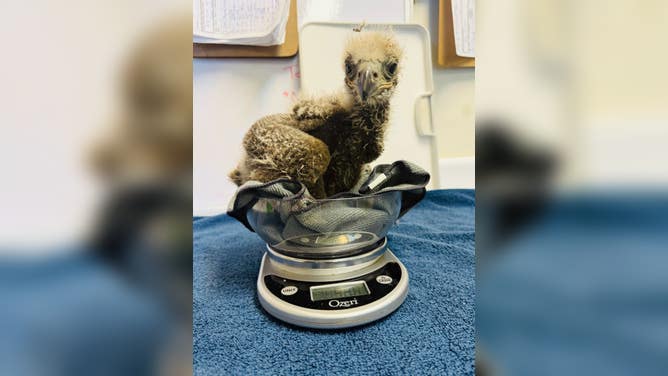 The eaglet on a scale at intake at the Avian Conservation Center of Appalachia.