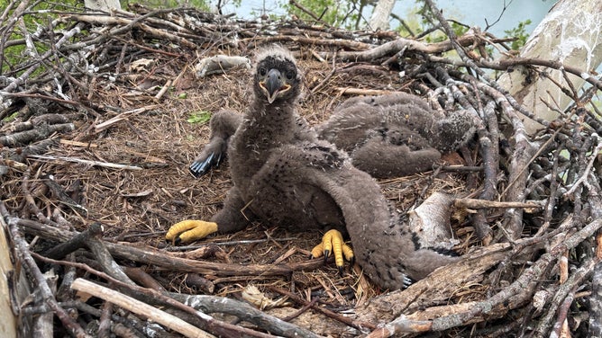 The eaglet back in its nest following its surgery and recovery.